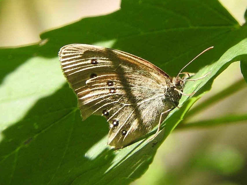 Aphantopus hyperanthus - közönséges ökörszemlepke