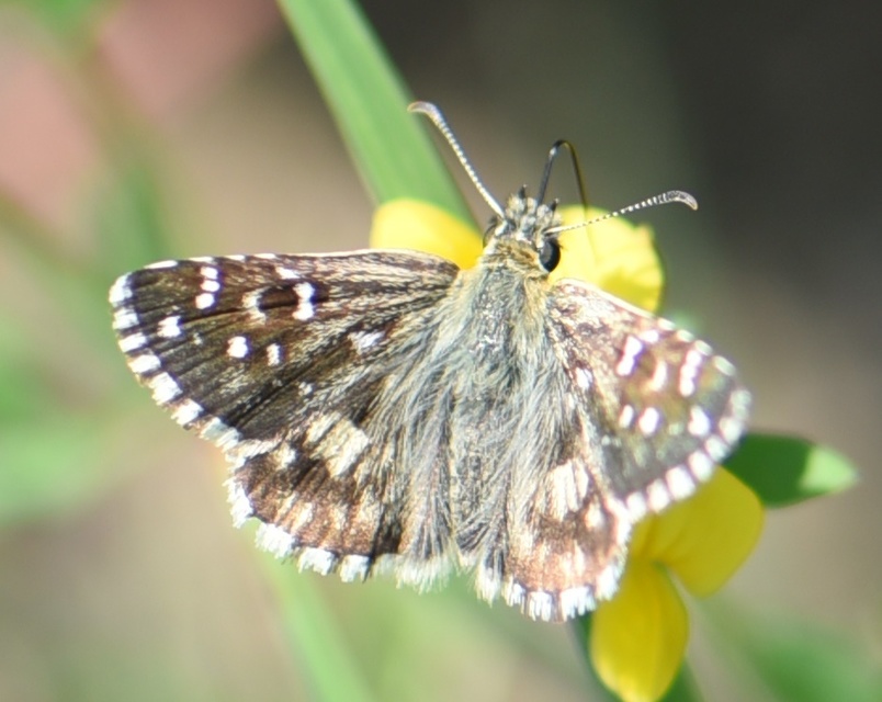 Pyrgus armoricanus - feles busalepke