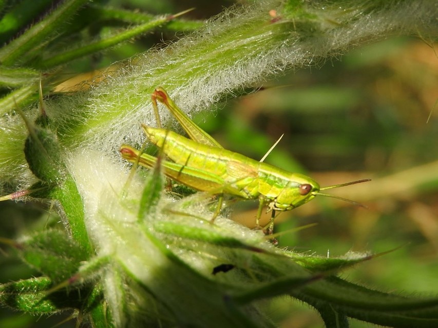 Euthystira brachyptera - smaragdzöld sáska