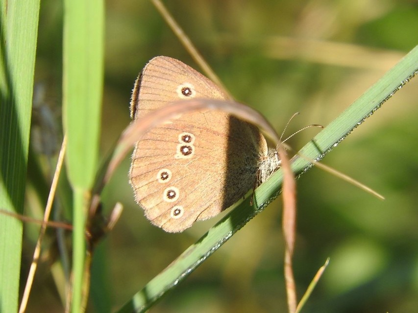 Aphantopus hyperanthus - közönséges ökörszemlepke