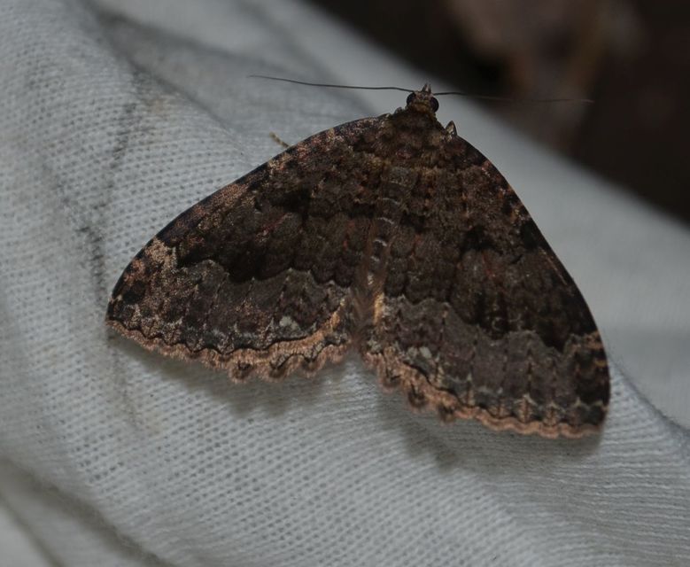 Triphosa dubitata - kutyabenge-araszoló