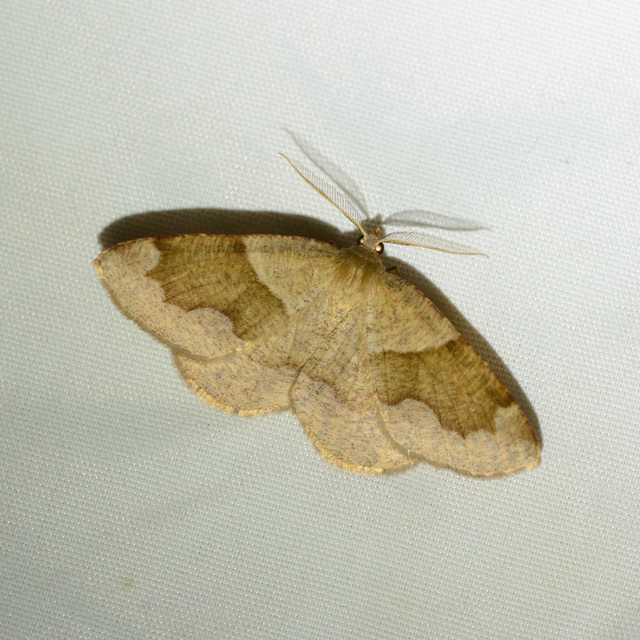 Plagodis pulveraria - szemcsés araszoló