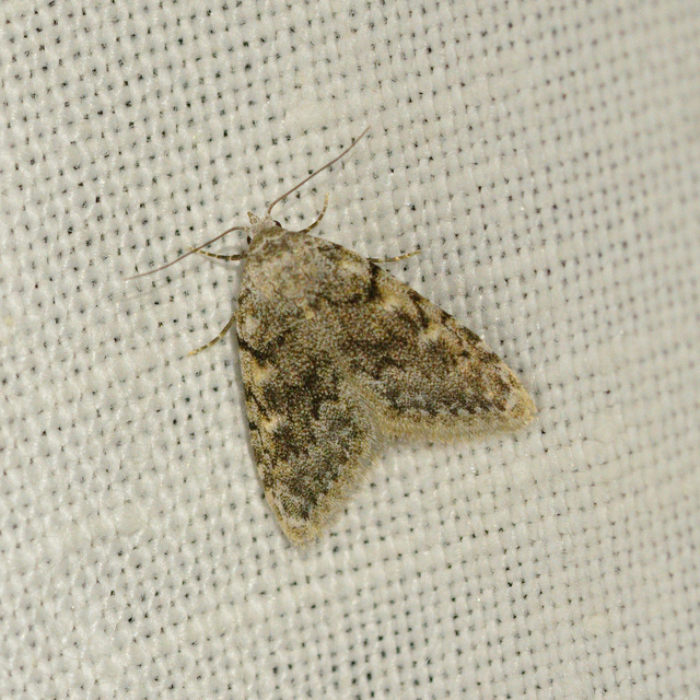 Nola cicatricalis - szürke pamacsosszövő