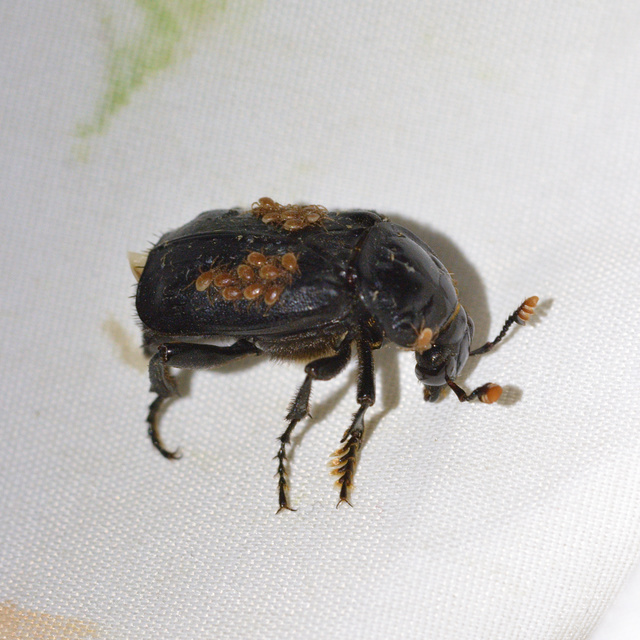 Nicrophorus humator - fekete temetőbogár