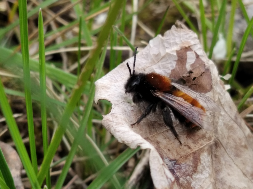 Andrena fulva - sárga bányászméh