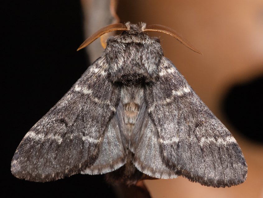 Drymonia ruficornis - cserfa-púposszövő