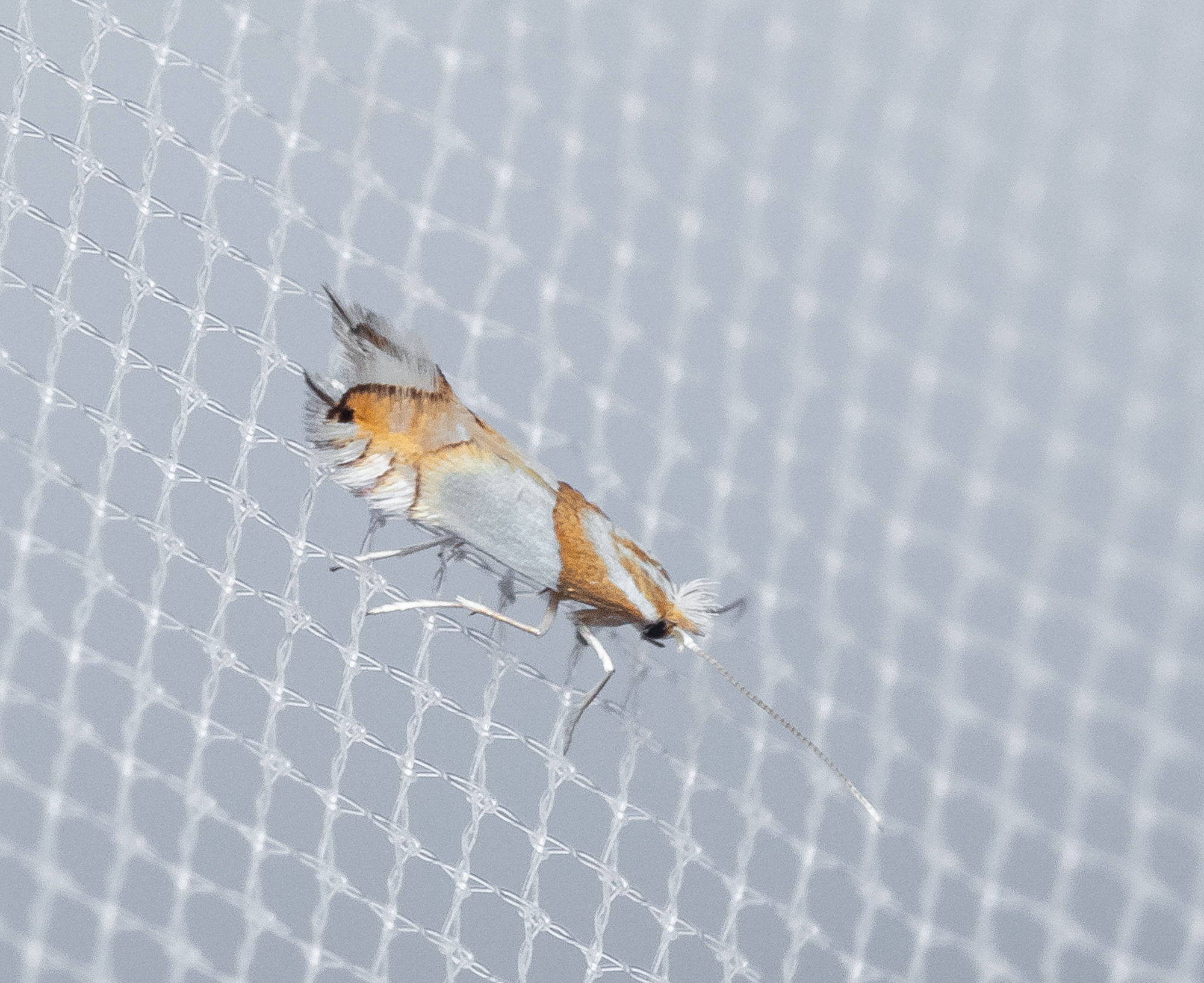 Phyllonorycter roboris - tölgyaknázó sátorosmoly