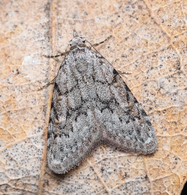 Nola cicatricalis - szürke pamacsosszövő