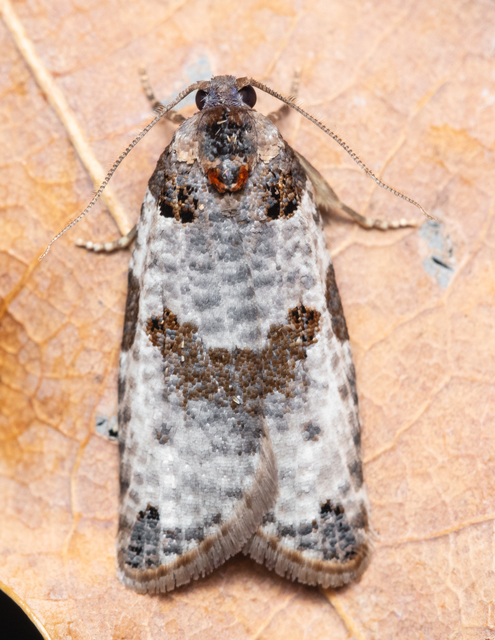 Pseudeulia asinana - korai sodrómoly