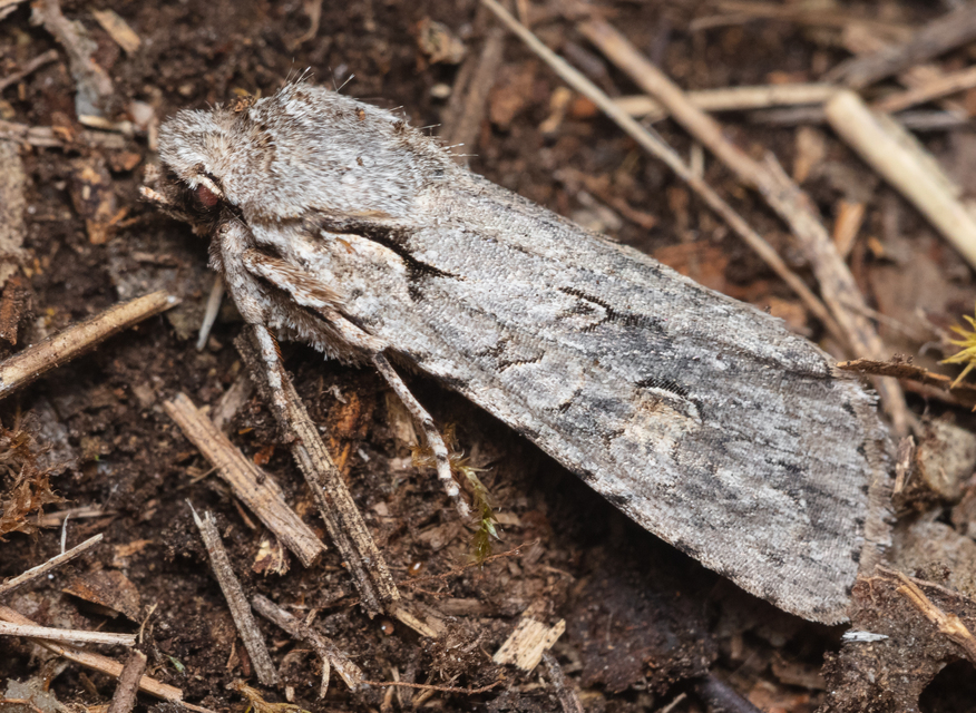 Lithophane ornitopus - közönséges fabagoly