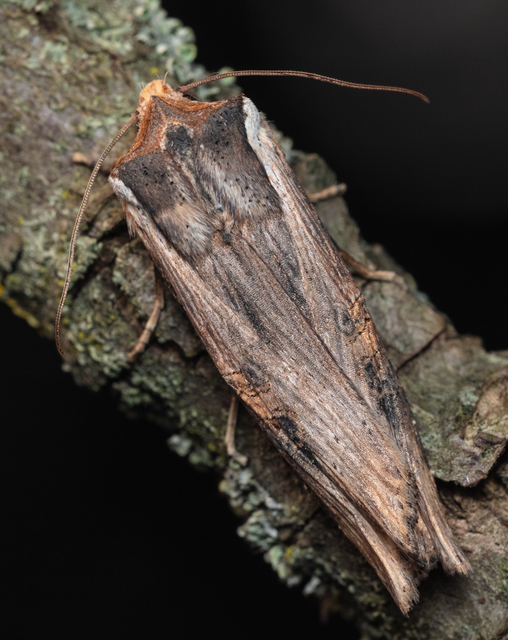 Xylena exsoleta - szürke fabagoly