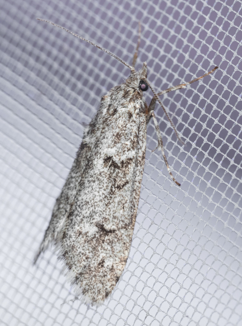 Diurnea fagella - szürke tavaszimoly
