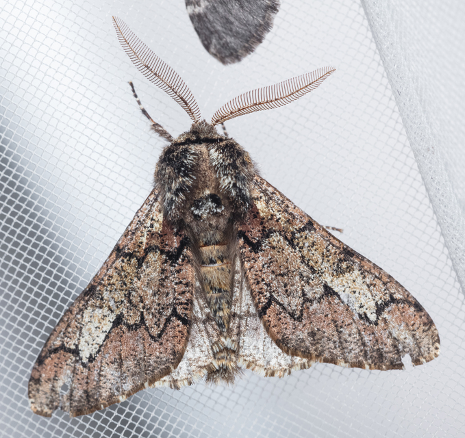 Biston strataria - barnapettyes araszoló