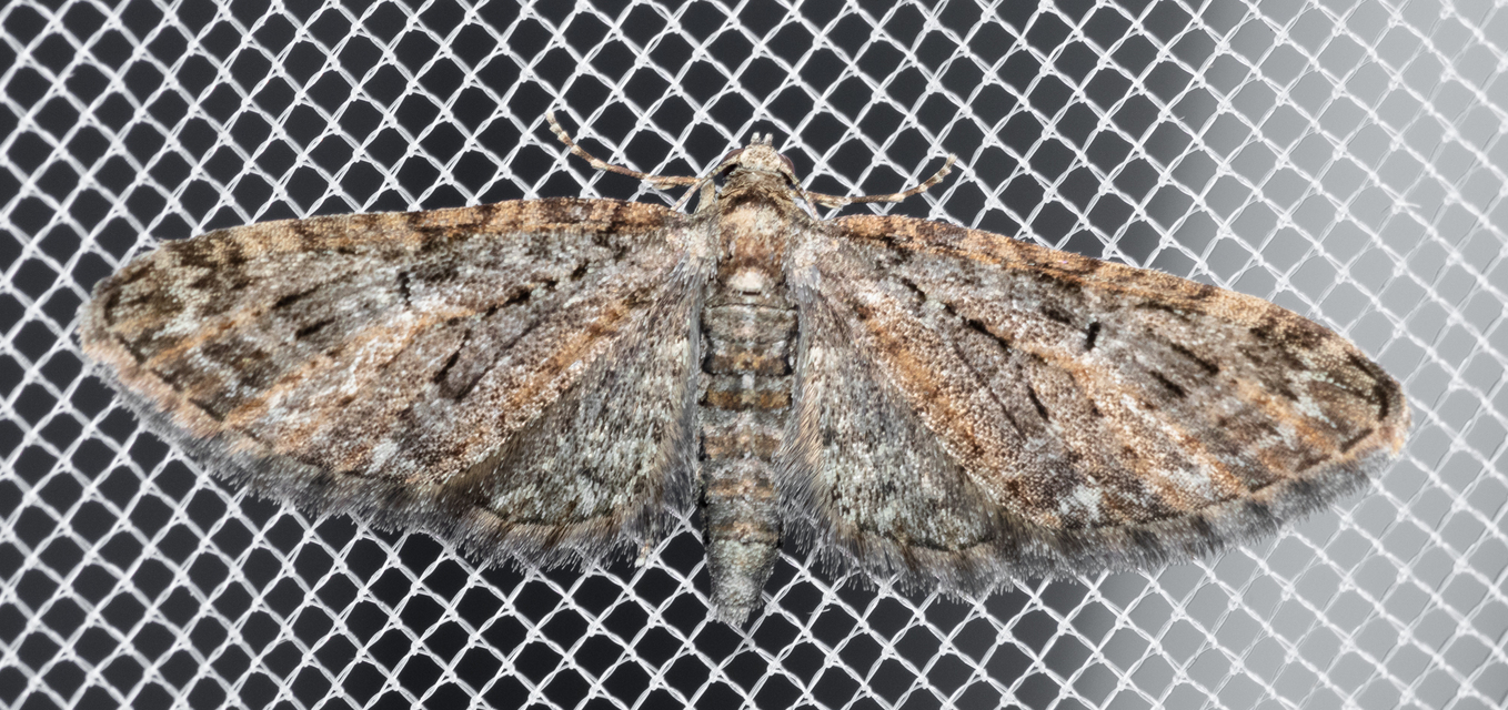 Eupithecia abbreviata - korai törpearaszoló