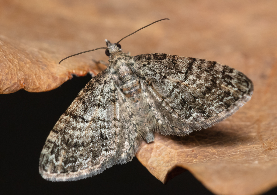 Eupithecia dodoneata - tölgy-törpearaszoló
