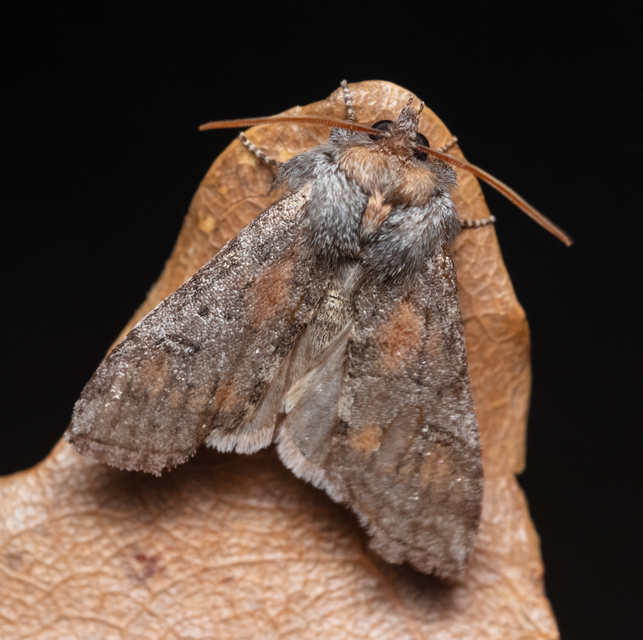 Asphalia ruficollis - vörösnyakú pihésszövő