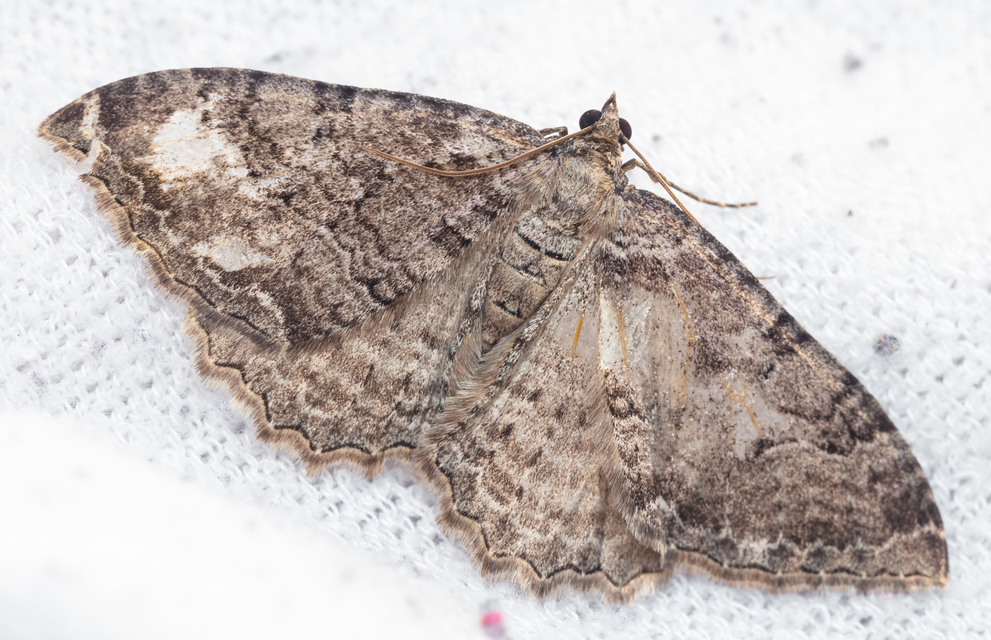 Hydria cervinalis - őzbarna araszoló