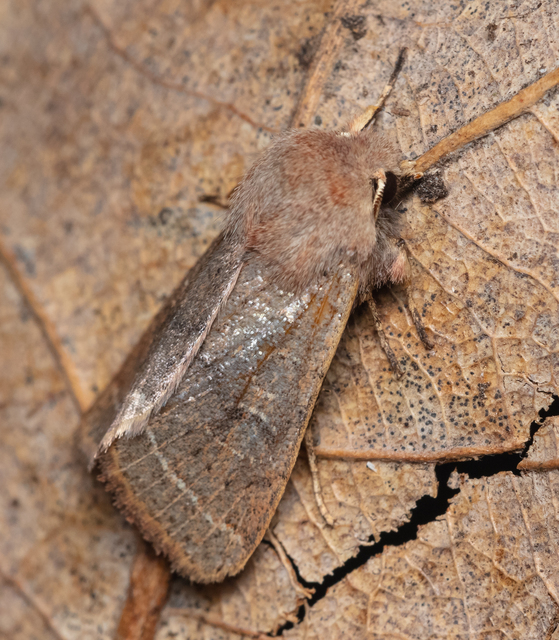 Orthosia cerasi - közepes barkabagoly