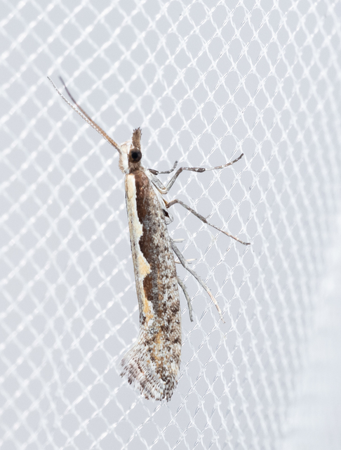 Plutella xylostella - káposztamoly