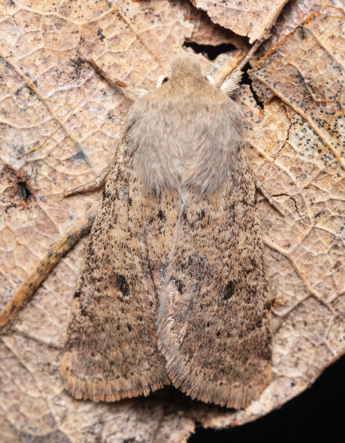 Orthosia cruda - kis barkabagoly