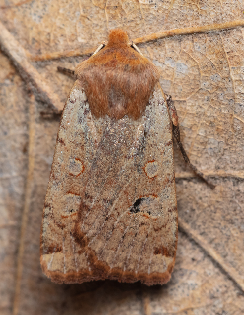 Conistra erythrocephala - vörösfejű őszibagoly