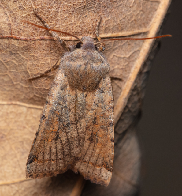 Conistra veronicae - veronika-őszibagoly
