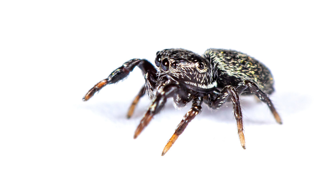 Sibianor aurocinctus