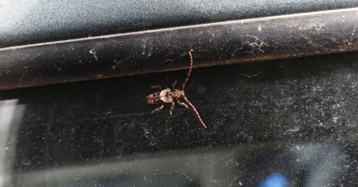 Pogonocherus hispidus - kéttövises ecsetcincér
