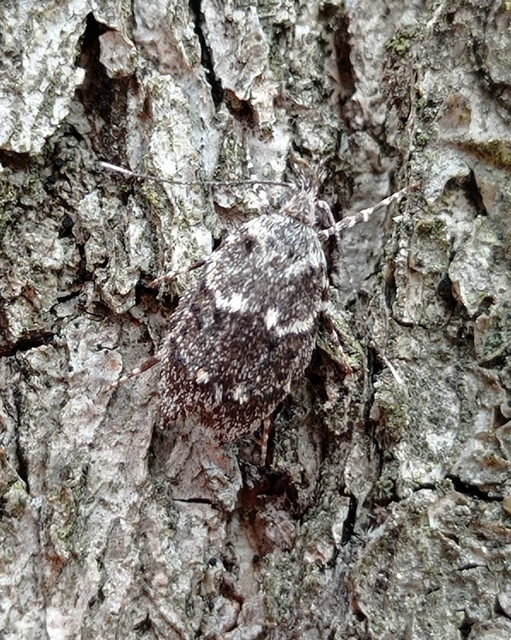Diurnea fagella - szürke tavaszimoly