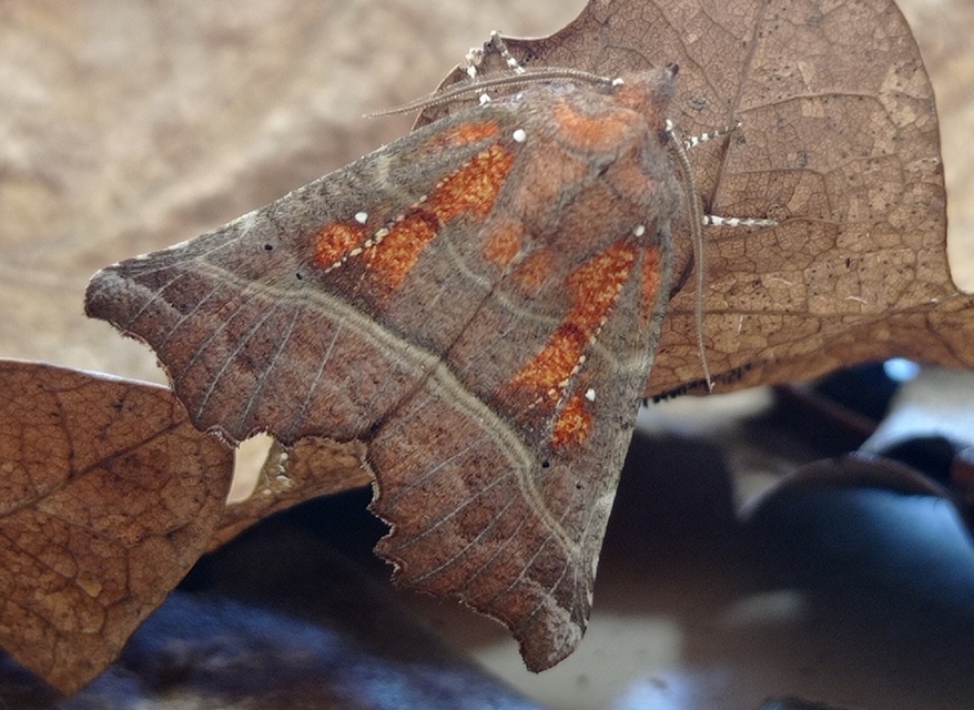 Scoliopteryx libatrix - vörös csipkésbagoly Scoliopteryx libatrix - vörös csipkésbagoly