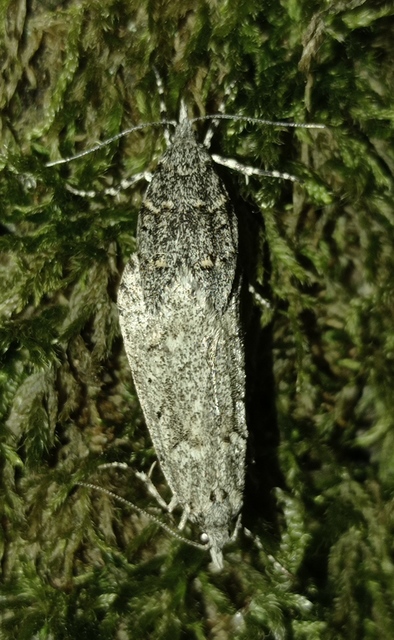 Diurnea fagella - szürke tavaszimoly