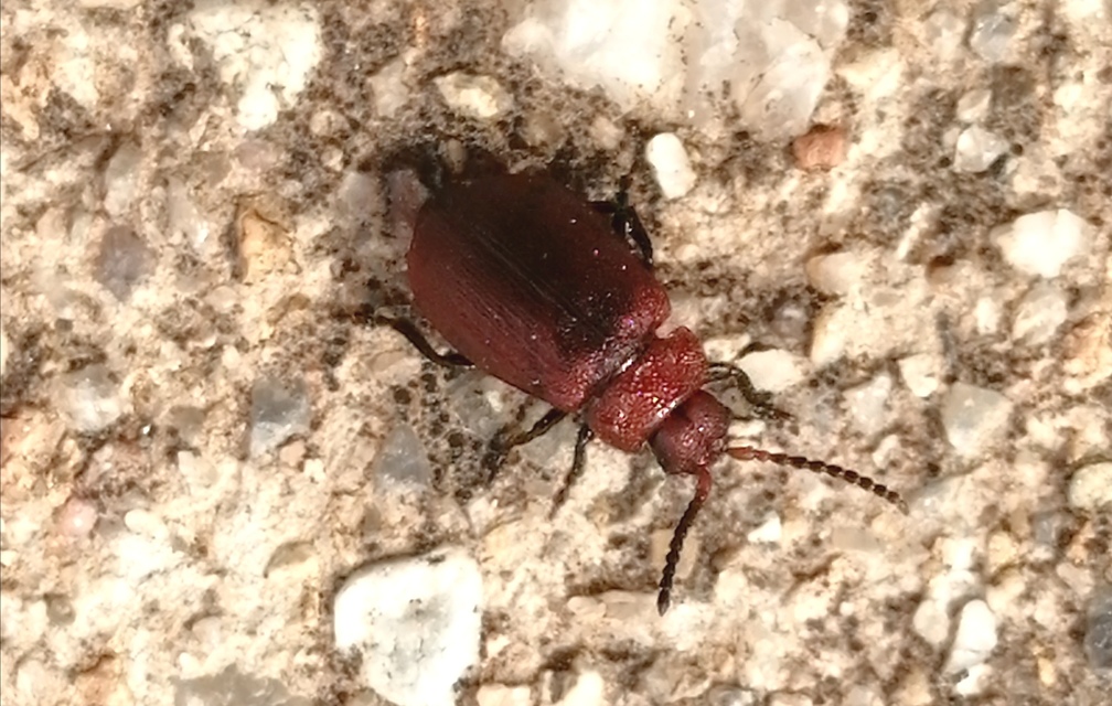 Galeruca rufa - vörös olajosbogár