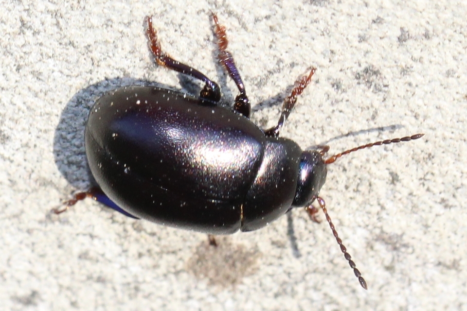 Chrysolina sturmi - vöröslábú levelész