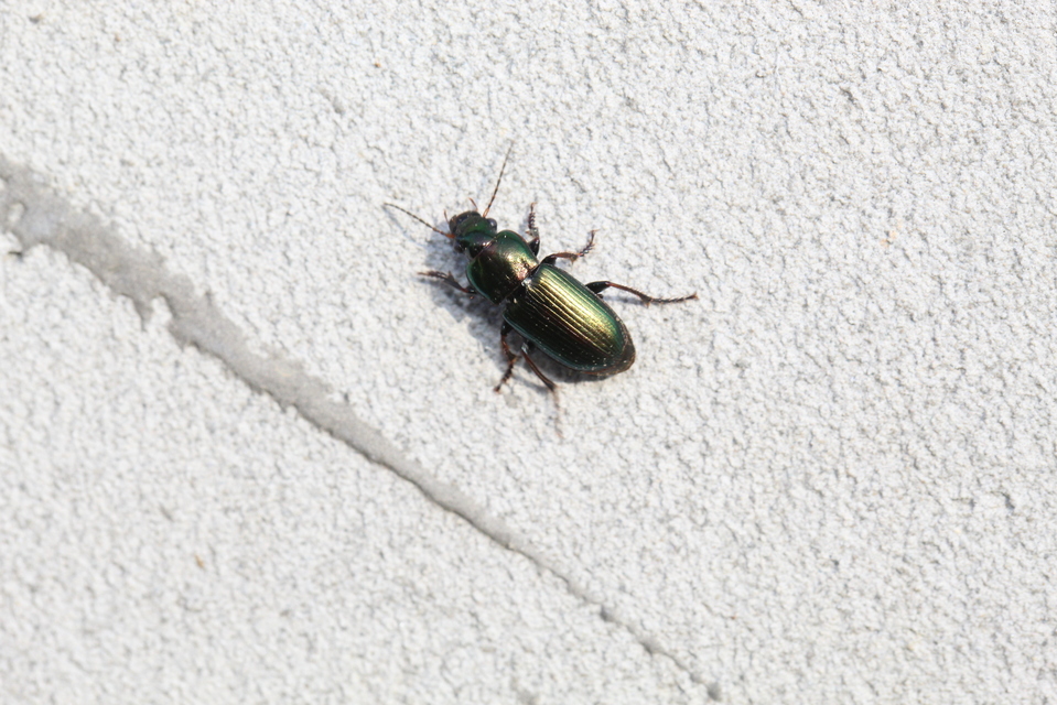 Harpalus distinguendus - mezei lomhafutó