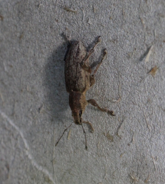 Tanymecus palliatus - közönséges hegyesfarúbarkó