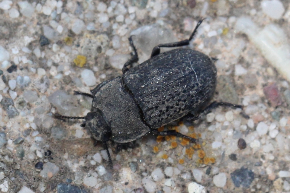 Opatrum sabulosum - sároshátú gyászbogár