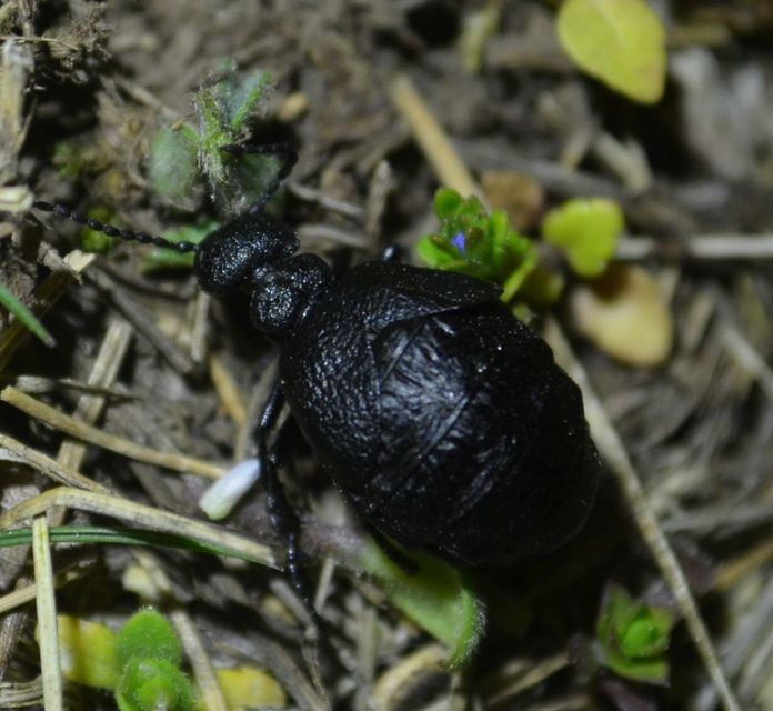 Meloe rugosus - ráncos nünüke