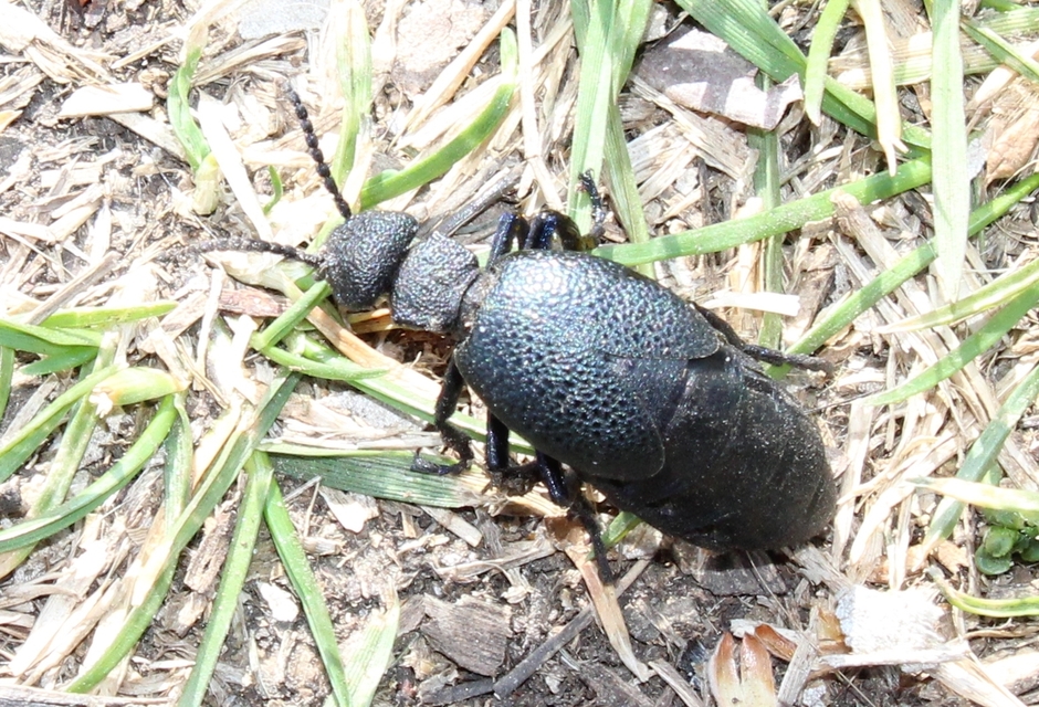 Meloe cicatricosus - óriásnünüke