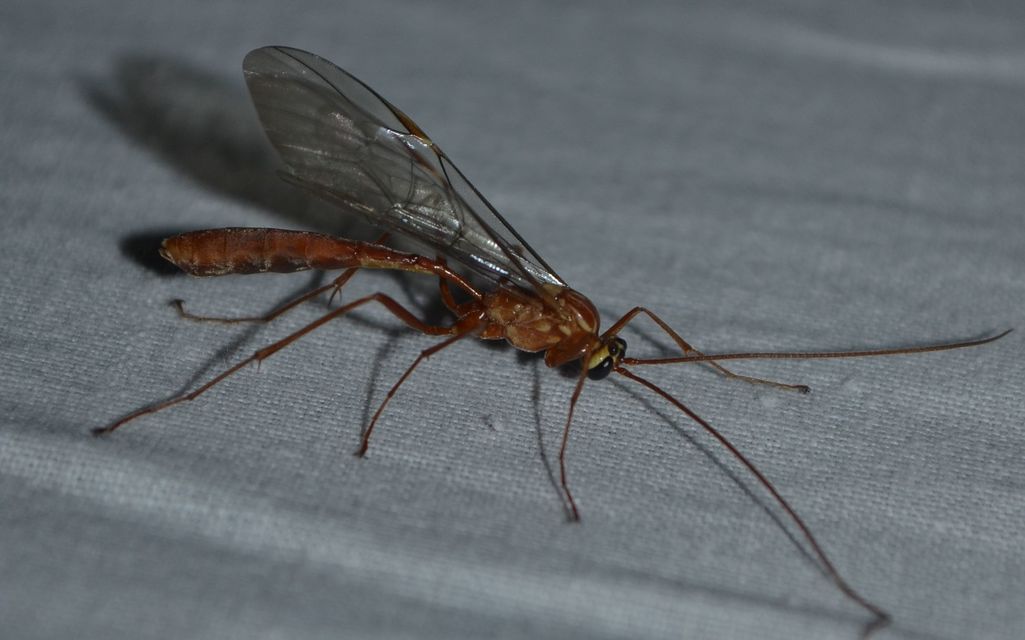 Ophion obscuratus