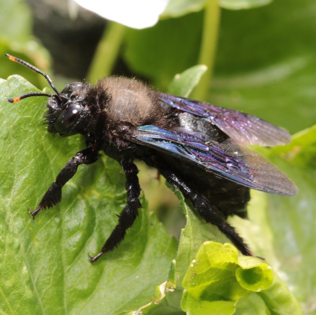 Xylocopa violacea - kék fadongó