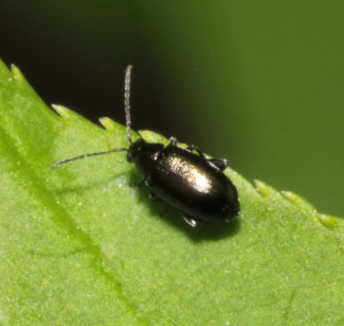 Phyllotreta