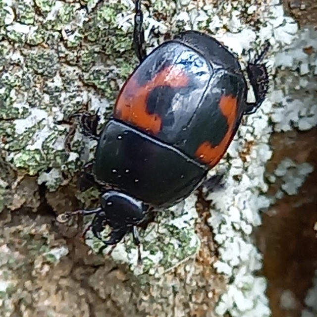 Hister quadrimaculatus - közönséges sutabogár