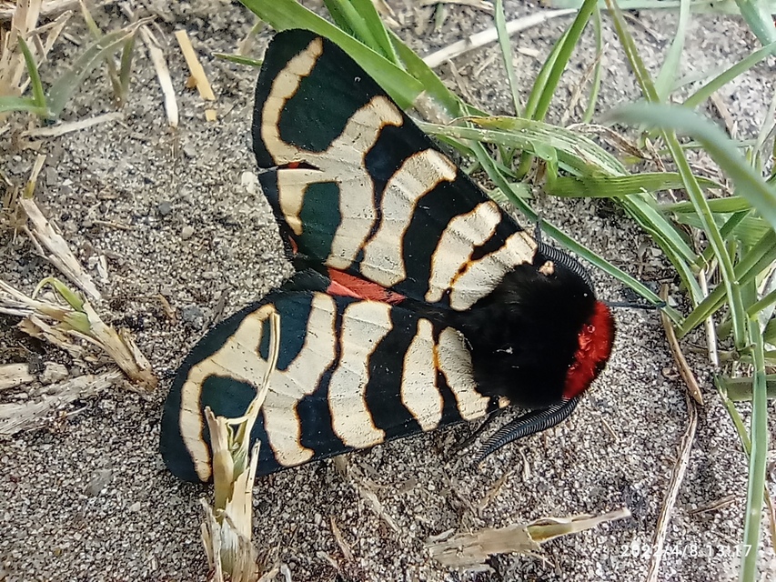 Arctia festiva - díszes medvelepke