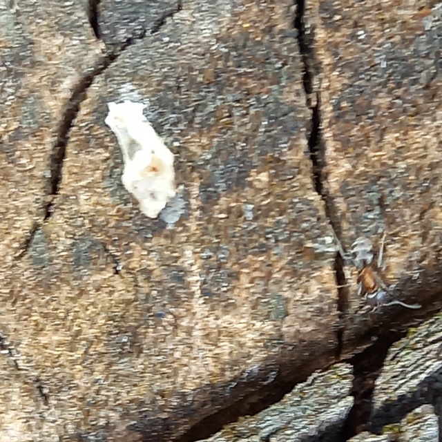 Liometopum microcephalum - tölgyfahangya