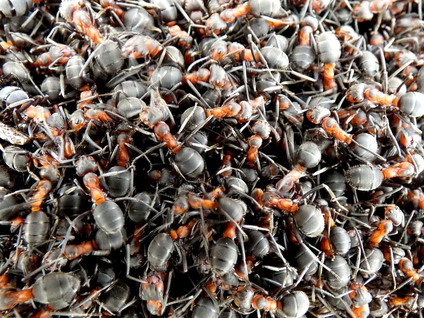 Formica pratensis - réti vöröshangya