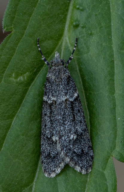 Diurnea fagella - szürke tavaszimoly