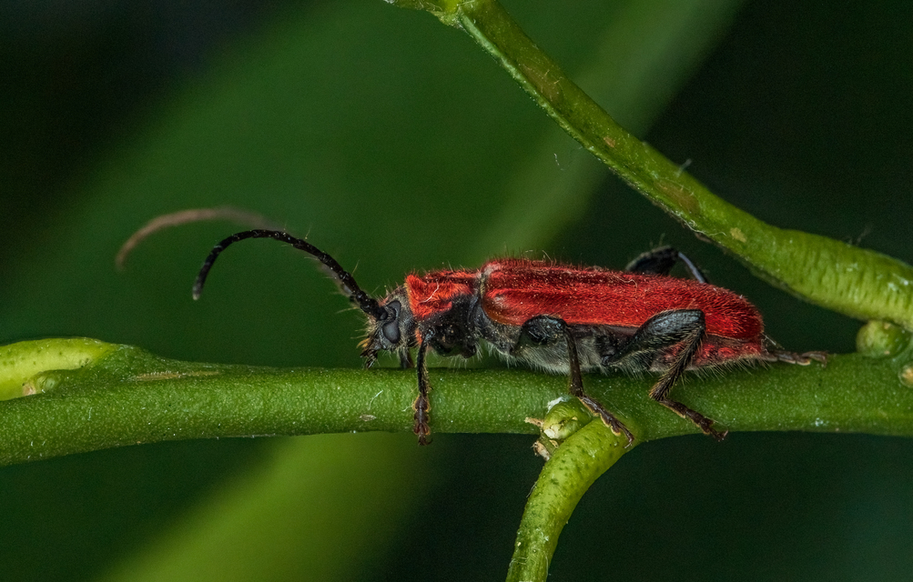 Pyrrhidium sanguineum - tűzpiros facincér