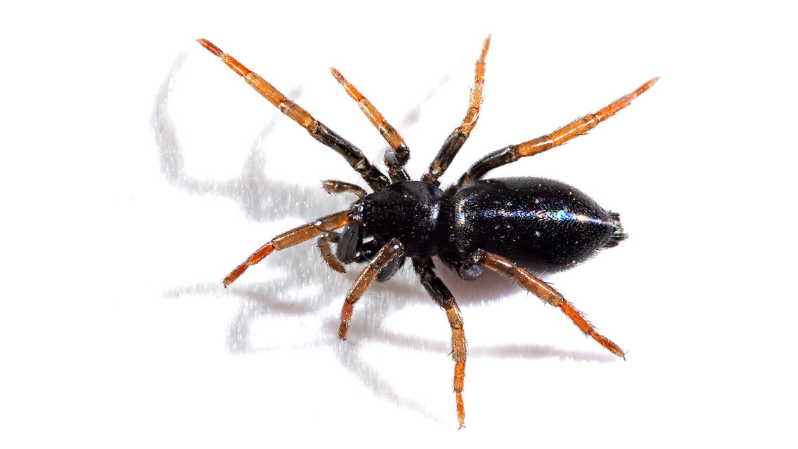 Trachyzelotes pedestris - vöröslábú gyászpók