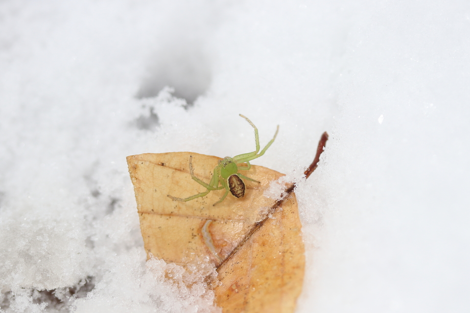 Diaea dorsata - címeres karolópók
