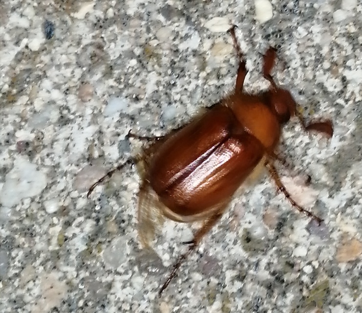 Holochelus aequinoctialis - tavaszeleji cserebogár